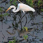 Grande Aigrette