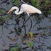 Great Egret