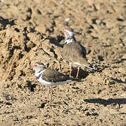 Three-banded Plover