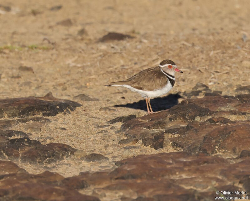 Three-banded Plover