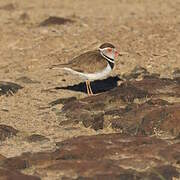 Three-banded Plover