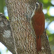 Narrow-billed Woodcreeper