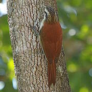 Narrow-billed Woodcreeper