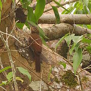 Cocoa Woodcreeper