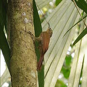 Cocoa Woodcreeper