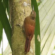 Cocoa Woodcreeper