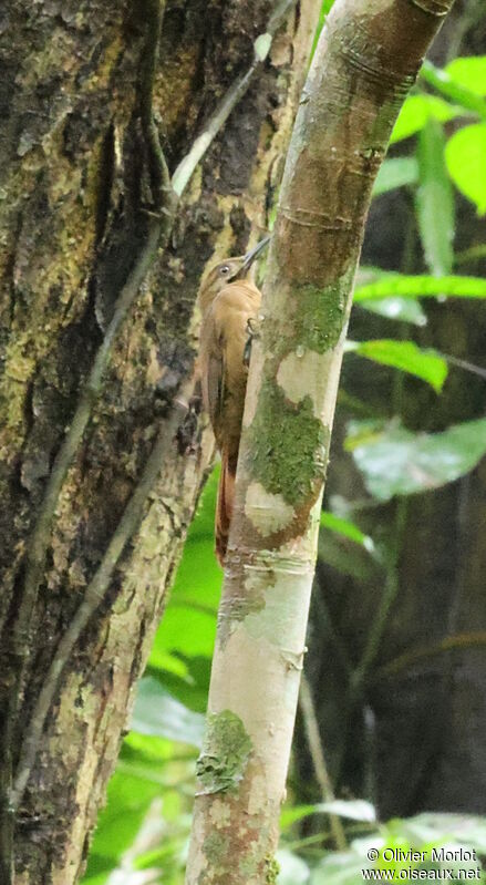 Plain-brown Woodcreeper