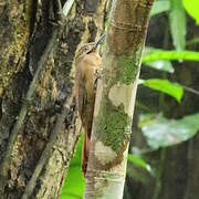 Plain-brown Woodcreeper