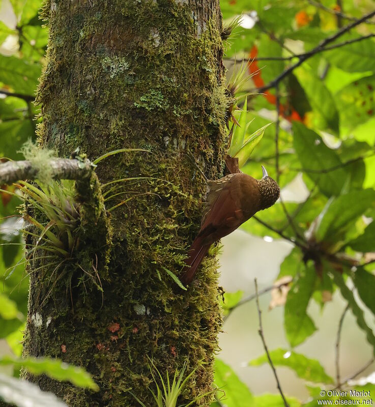 Spot-crowned Woodcreeper