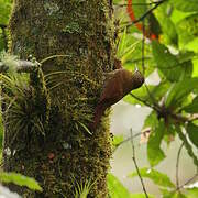 Spot-crowned Woodcreeper