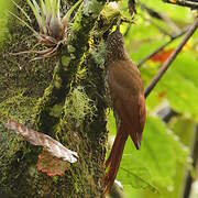 Spot-crowned Woodcreeper