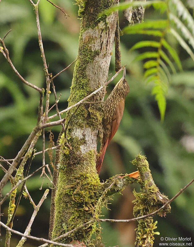 Spot-crowned Woodcreeper