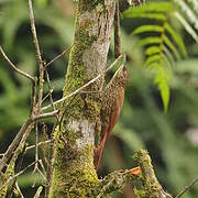 Spot-crowned Woodcreeper