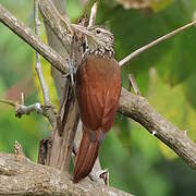 Straight-billed Woodcreeper