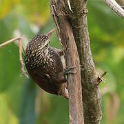 Straight-billed Woodcreeper