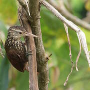 Straight-billed Woodcreeper