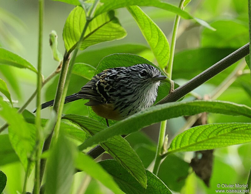 Streak-headed Antbird male