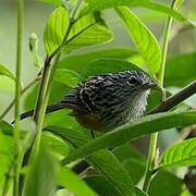 Streak-headed Antbird