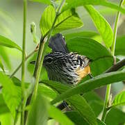 Streak-headed Antbird