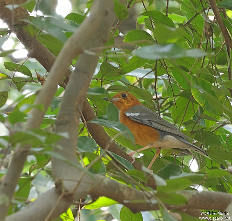 Grive à tête orange