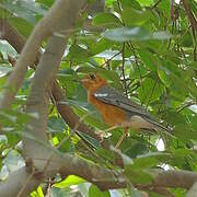 Orange-headed Thrush