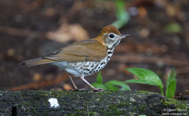 Wood Thrush