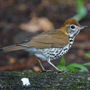 Wood Thrush