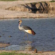 Grey Crowned Crane