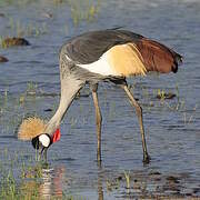 Grey Crowned Crane