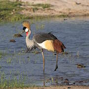 Grey Crowned Crane