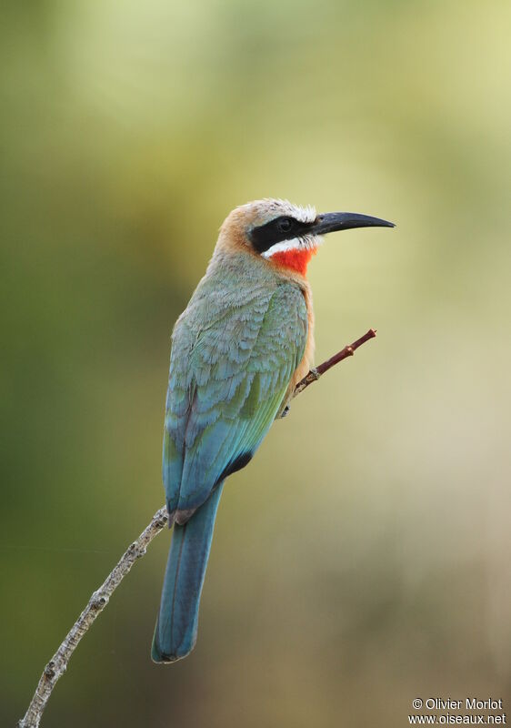 White-fronted Bee-eater