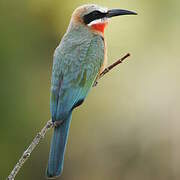 White-fronted Bee-eater