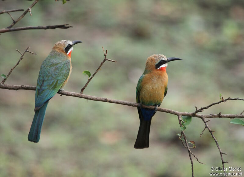 White-fronted Bee-eater