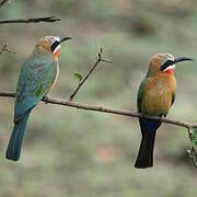 White-fronted Bee-eater