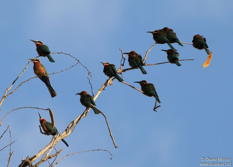 White-fronted Bee-eater