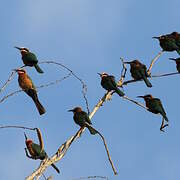 White-fronted Bee-eater