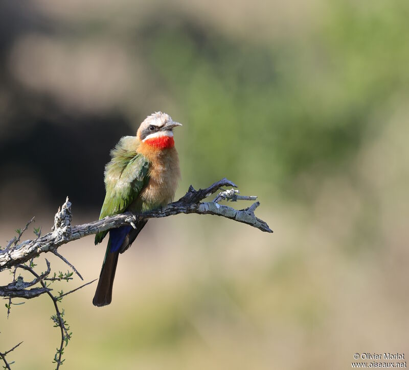 White-fronted Bee-eater