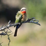 White-fronted Bee-eater