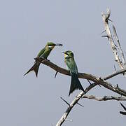 Swallow-tailed Bee-eater