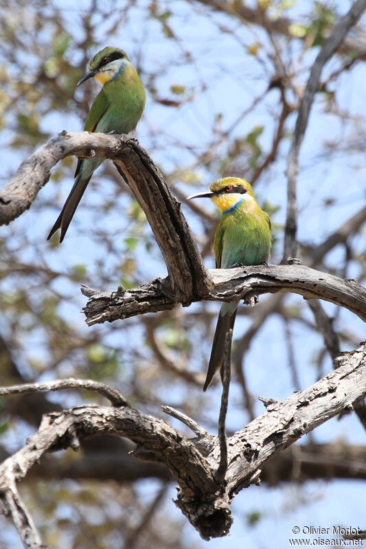 Swallow-tailed Bee-eater