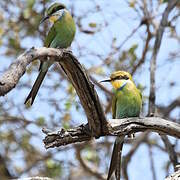 Swallow-tailed Bee-eater