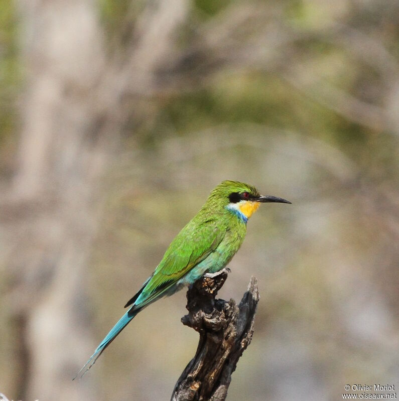 Swallow-tailed Bee-eater