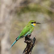 Swallow-tailed Bee-eater