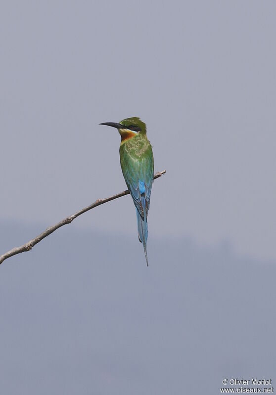 Blue-tailed Bee-eater