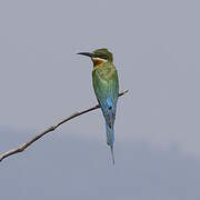 Blue-tailed Bee-eater