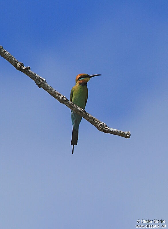 Rainbow Bee-eater