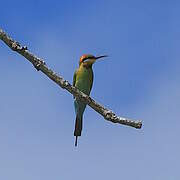 Rainbow Bee-eater