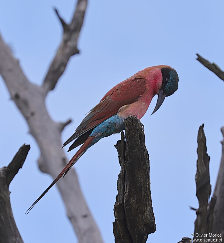 Southern Carmine Bee-eater