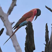 Southern Carmine Bee-eater