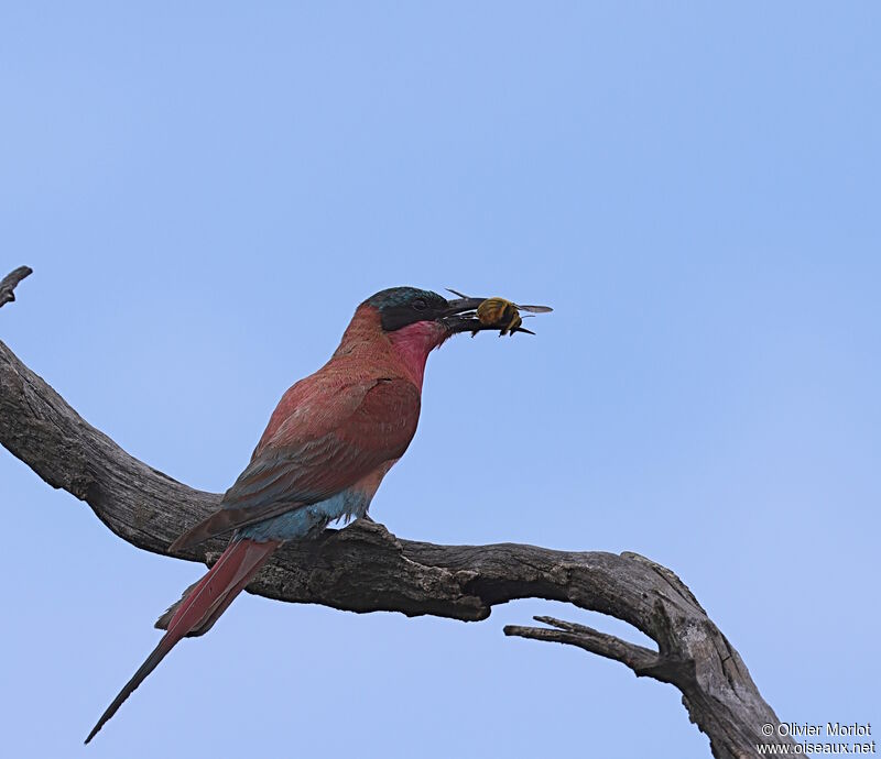 Southern Carmine Bee-eater